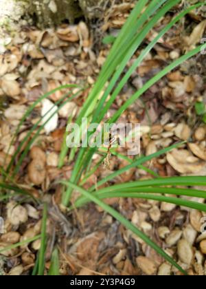 Bartlose Iris (Limniris) Plantae Stockfoto