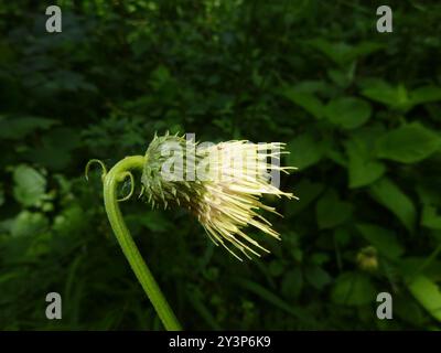 Gelbe Thistle (Cirsium erisithales) Plantae Stockfoto