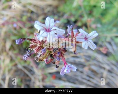 Gemein Bleikraut (Plumbago europaea) Plantae Stockfoto