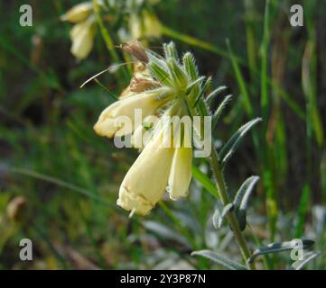 Haarige Goldene Tropfenplantae (Onosma echioides) Stockfoto