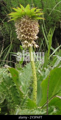 Bunte Ananaslilie (Eucomis bicolor) Plantae Stockfoto