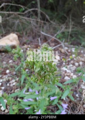 Sibirische Bellflower (Campanula sibirica) Plantae Stockfoto