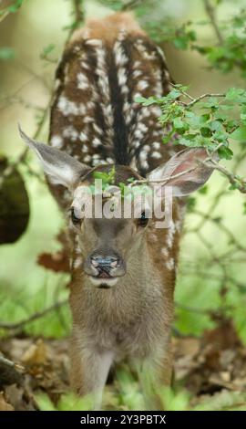 Das bezaubernde Rotwild-Kalb (Cervus elaphus), das seinen Rücken im Wald ausdehnt Stockfoto