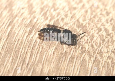 Glänzende, belüftete scharfe Biene (Coelioxys inermis) Insecta Stockfoto