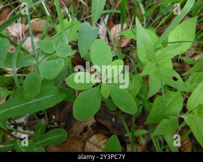 Sweet Spurge (Euphorbia dulcis) Plantae Stockfoto