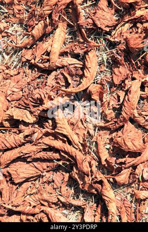 Abfallzeit. Trocken gefallene Kastanienblätter von oben. Braune trockene Blätter Textur, Hintergrund. Verstreute Kastanienblätter auf grünem Gras in einem alten Park Stockfoto