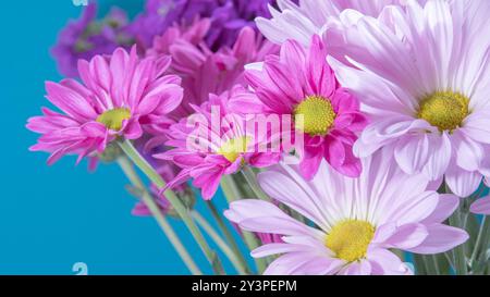 Ein fröhlicher Strauß aus dunkelrosa und hellrosa Chrysanthemen vor blauem Hintergrund. Stockfoto