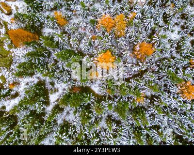 Der Wald ist von einer frischen Schneeschicht bedeckt, die das leuchtende Grün und die kontrastreichen goldenen Farbtöne des Herbstblatts von oben hervorhebt und den Übergang in den Winter markiert. Stockfoto