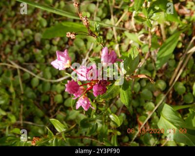 Westlicher Bog Laurel (Kalmia microphylla) Plantae Stockfoto