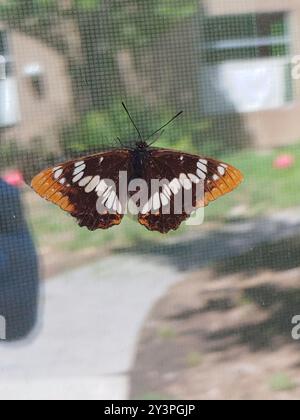 Lorquins Admiral (Limenitis lorquini) Insecta Stockfoto