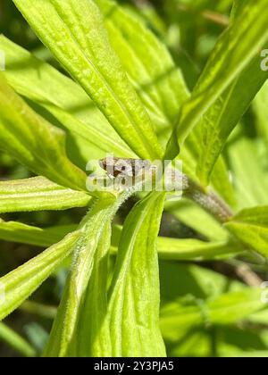 Alder Spittlebug (Aphrophora alni) Insecta Stockfoto