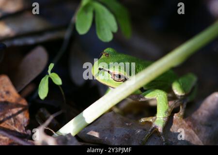 Östlicher Baumfrosch (Hyla orientalis) Amphibia Stockfoto