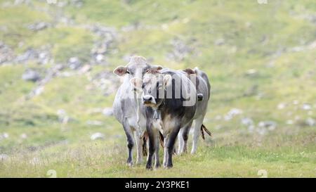 Drei Tiroler graue, auch Tiroler graue Kühe, die auf die Kamera zugehen, in den österreichischen Alpen, grüner Hintergrund, 16:9 Stockfoto