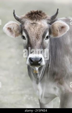 Ein Porträt eines Tiroler Grau alias Tiroler Grau, der in die Kamera blickt, weicher beiger Hintergrund Stockfoto