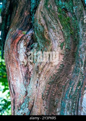 Ein großes Knothloch auf dem Baum in Nahaufnahme Stockfoto