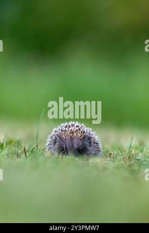 Gesichtsbild eines kleinen europäischen Igels (Erinaceus europaeus), der sich im Gras versteckt Stockfoto