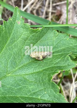 Alder Spittlebug (Aphrophora alni) Insecta Stockfoto