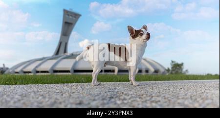 Chihuahua-Hund vor einem Olympique-Stadion in montreal. Stockfoto