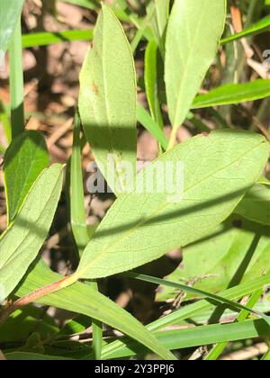 Zwerghuckleberry (Gaylussacia dumosa) Plantae Stockfoto