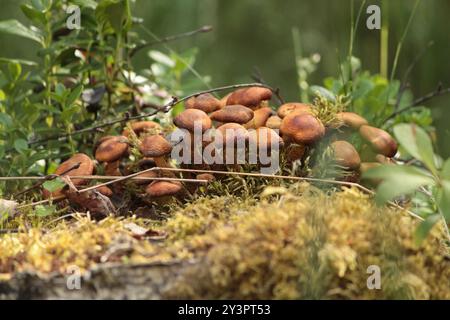 Ummantelte Holzpilze (Kuehneromyces mutabilis) Stockfoto