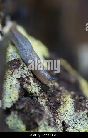 Baumschnecke (Lehmannia marginata) Mollusca Stockfoto