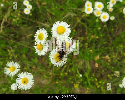 Dusky Clearwing Moth (Paranthren tabaniformis) Insecta Stockfoto