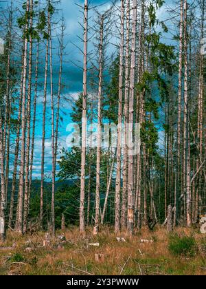 Mehrere tote Bäume in einem deutschen Wald Stockfoto