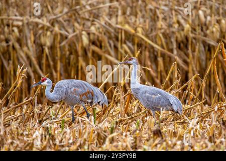 Sandhill-Krane (Grus canadensis) ein Erwachsener, ein Jugendlicher, der in einem Getreidefeld von Wisconsin ernährt, horizontal Stockfoto