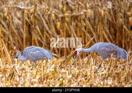 Sandhill-Krane (Grus canadensis) ein Erwachsener, ein Jugendlicher, der in einem Getreidefeld von Wisconsin ernährt, horizontal Stockfoto