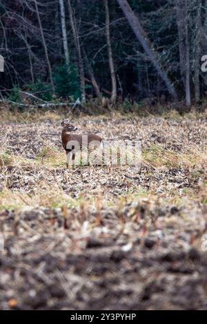 Weißschwanzhirsch (Odocoileus virginianus) während der Furche in Wisconsin, vertikal Stockfoto