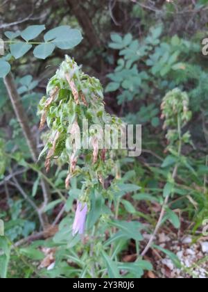 Sibirische Bellflower (Campanula sibirica) Plantae Stockfoto