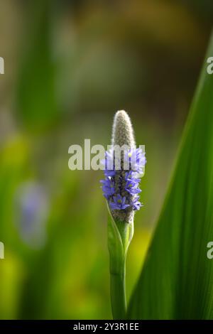 Nahaufnahme eines Blütenstachels von Pflückenkraut (Pontederia cordata) in einem Wassergarten im Spätsommer Stockfoto