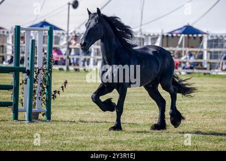 Majestätischer schwarzer Hengst, der am 14. September 2024 frei auf der Frome Cheese Show in Somerset, Großbritannien läuft Stockfoto