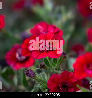 Nahaufnahme der Blumen von Calibrachoa 'Hybrida Callie Double Red' Stockfoto
