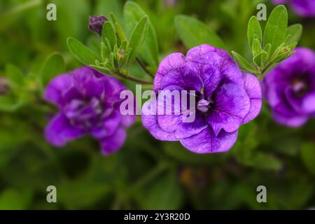 Nahaufnahme der Blumen von Calibrachoa 'Hybrida Callie Double Blue' in einem Garten im Spätsommer Stockfoto