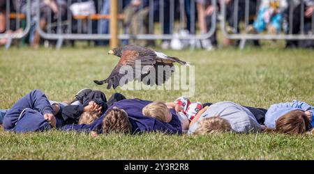 Nahaufnahme eines Harris's Hawk, der tief über eine Gruppe von Kindern fliegt, die auf dem Gras liegen, bei der Frome Cheese Show, Somerset, Großbritannien, am 14. September 2024 Stockfoto