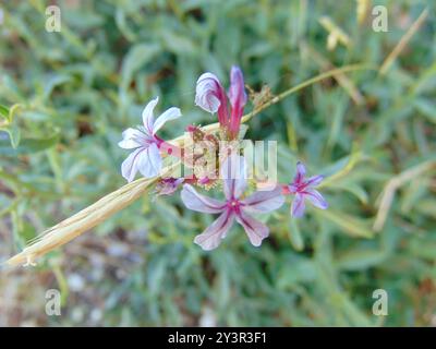 Gemein Bleikraut (Plumbago europaea) Plantae Stockfoto