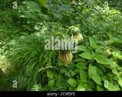 Gelbe Thistle (Cirsium erisithales) Plantae Stockfoto