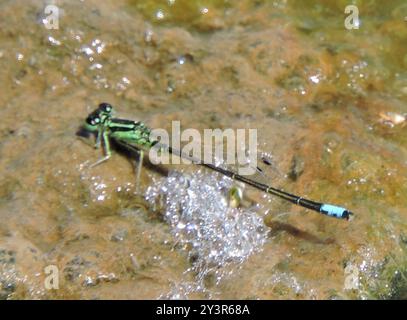 Östlicher Gabelschwanz (Ischnura verticalis) Insecta Stockfoto