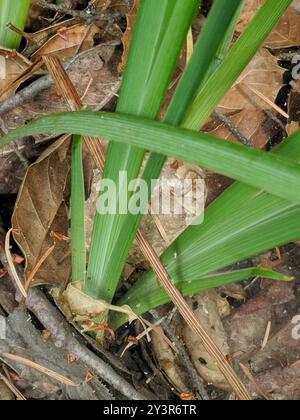 Bartlose Iris (Limniris) Plantae Stockfoto