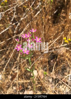 Schlanke Zentaury (Centaurium tenuiflorum) Plantae Stockfoto