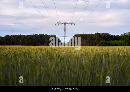 Hochspannungsleitungen werden mit Hochspannungsmasten durch einen Wald und durch ein Getreidefeld geführt, u.a. in Deulowitz, Deutschland 2024. Stockfoto