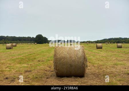 Grasballen, in Form von Rollen verpackt, liegen auf dem frisch geschnittenen Feld, bereit zur Sammlung, Kritzkow, Deutschland 2024. Stockfoto