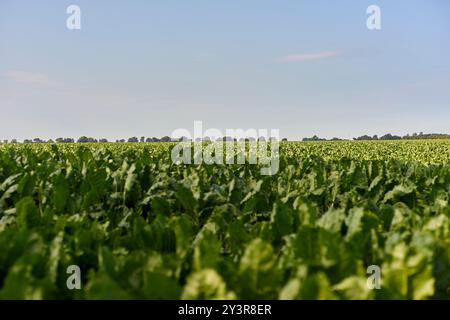 Ein Zuckerrübenfeld bei Pantlitz, Deutschland 2024. Stockfoto