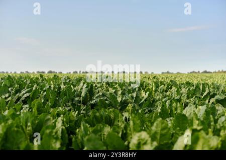 Ein Zuckerrübenfeld bei Pantlitz, Deutschland 2024. Stockfoto