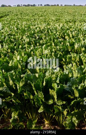 Ein Zuckerrübenfeld bei Pantlitz, Deutschland 2024. Stockfoto