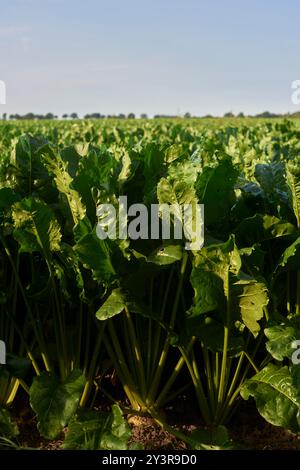 Ein Zuckerrübenfeld bei Pantlitz, Deutschland 2024. Stockfoto