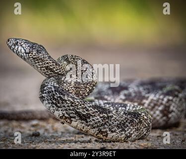 Graue Rattenschlange auf unbefestigtem Weg im Florida Panhandle Stockfoto