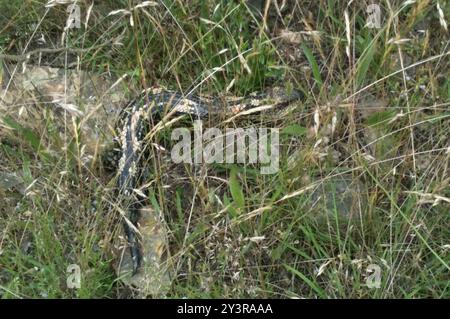 Geblockte Blauzungenkrankheit (Tiliqua nigrolutea) Reptilia Stockfoto