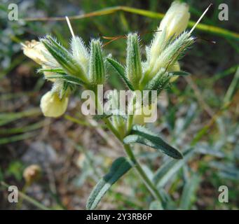 Haarige Goldene Tropfenplantae (Onosma echioides) Stockfoto